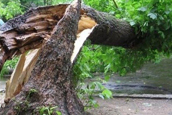 На Тернопільщині на чоловіка впало дерево