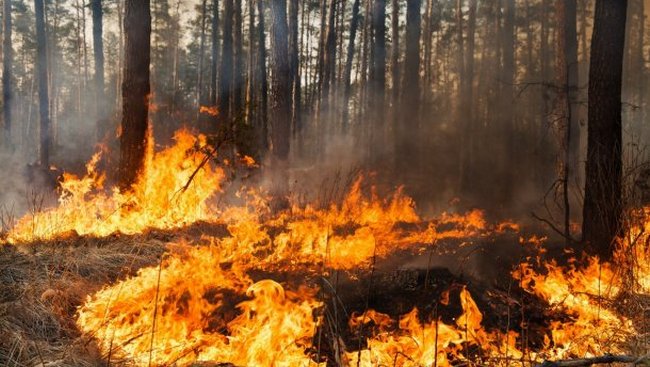 Пожежники врятували від вогню ліс на Кременеччині