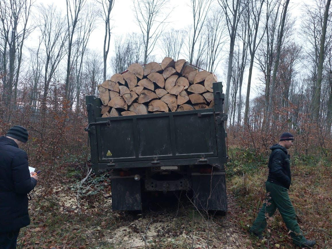 Дерев на 60 тисяч гривень незаконно вирубали на Бережанщині