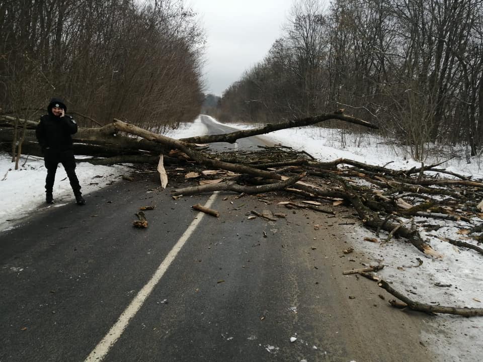 Знеструмлені села та повалені дерева: наслідки шквального вітру на Тернопільщині