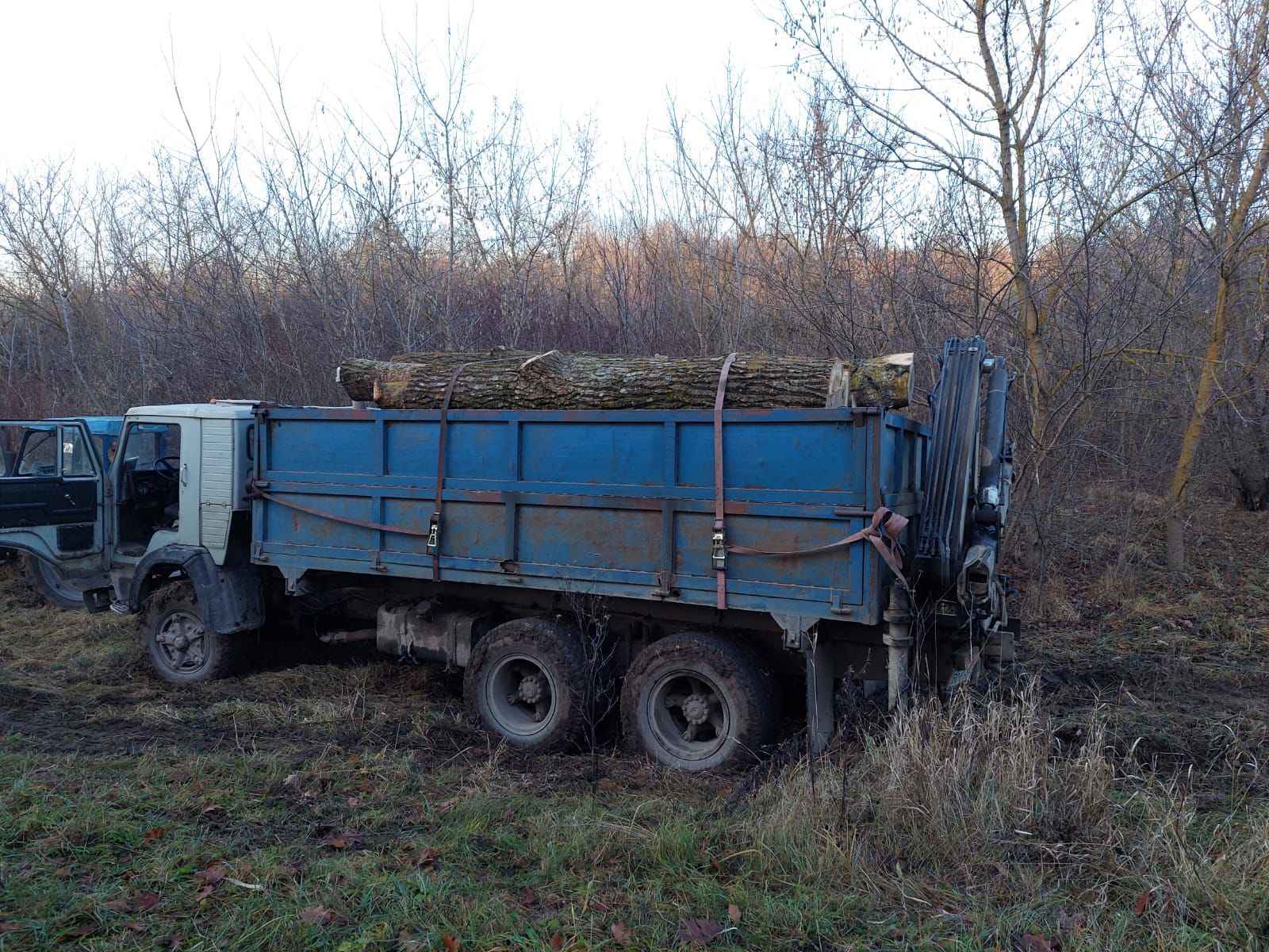 За незаконну вирубку дерев судитимуть жителя Тернопільщини