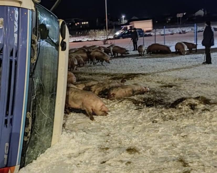 Вантажівка зі свиньми перекинулася на Тернопільщині