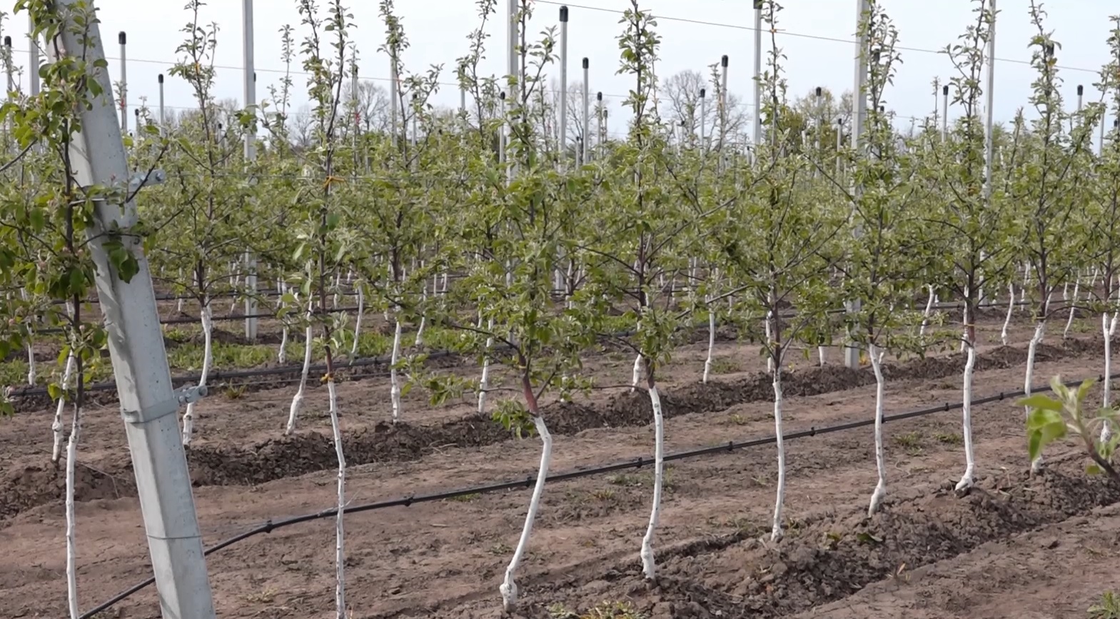 “Сад Перемоги” створили у фермерському господарстві “ГАДЗ” — висадили пів мільйона яблунь