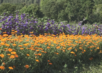 Лікарські трави на чаї для ЗСУ вирощують діти на Тернопліьщині