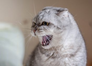 Сказ домашніх тварин виявили у Бучачі