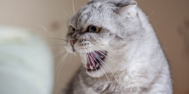 Сказ домашніх тварин виявили у Бучачі