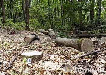 Три роки тюрми загрожує жителю Нараївської громади за вирубку дерев