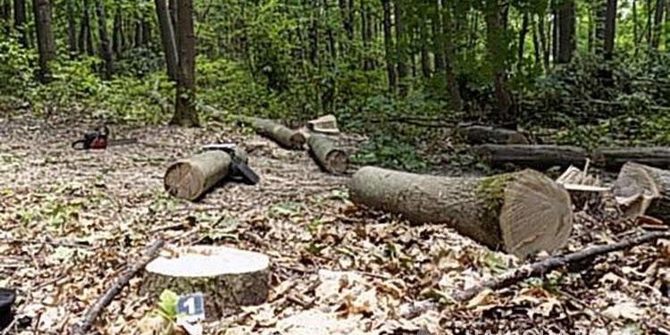 Три роки тюрми загрожує жителю Нараївської громади за вирубку дерев