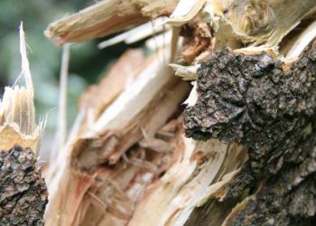 Дерево впало на проїжджу частину у Почаєві