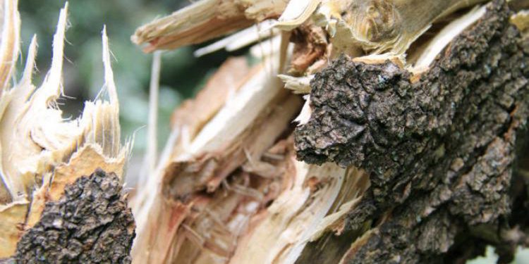 Дерево впало на проїжджу частину у Почаєві