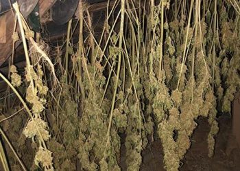 Сушену коноплю виявили правоохоронці на горищі 63-річної жительки Чортківщини