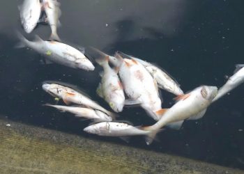 Екокатастрофа у Тернополі: від чого здохли сотні рибин у місцевому ставі