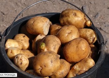 Картопля — на карантині: у селі Юськівці жителі обурені перевіркою врожаю