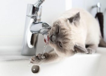Без води 10 серпня будуть жителі двох тернопільських вулиць