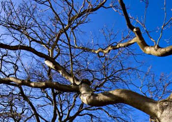 Чоловік загинув під час обрізання дерев на Тернопільщині