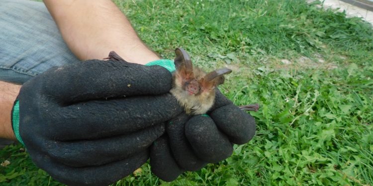 Рідкісну тварину виявили у заповіднику “Медобори”