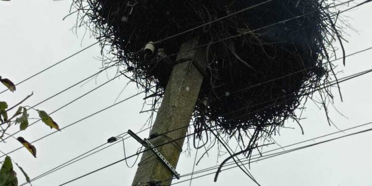 Лелече гніздо спалахнуло в Чорткові