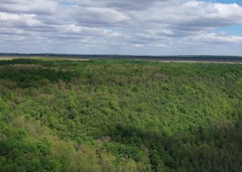 Зловмисникам, які організували підпільний бізнес на деревині, оголосили про підозру