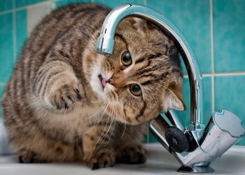 Два дні не буде води у деяких будинках на проспекті Злуки в Тернополі