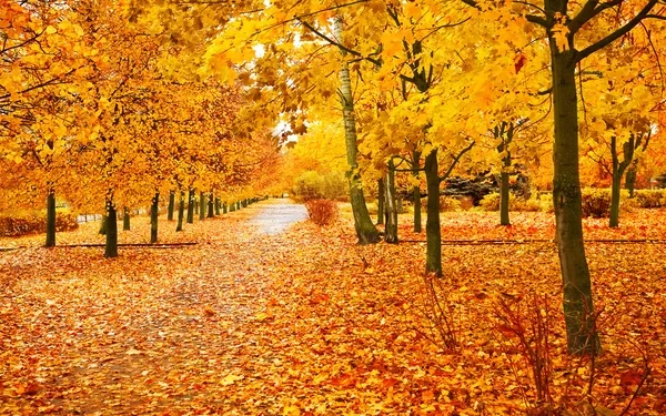 Дощові вихідні прогнозують метеорологи на Тернопільщині