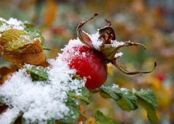 Цього тижня на Тернопільщині може випасти мокрий сніг