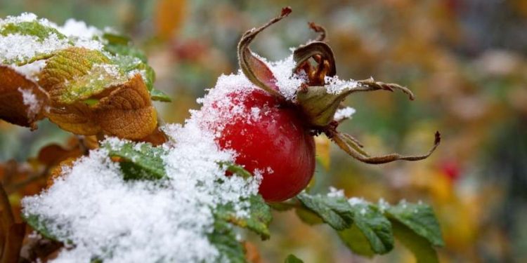 Цього тижня на Тернопільщині може випасти мокрий сніг