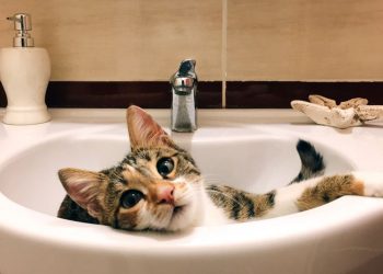 Два дні будуть без водопостачання жителі деяких вулиць Тернополя