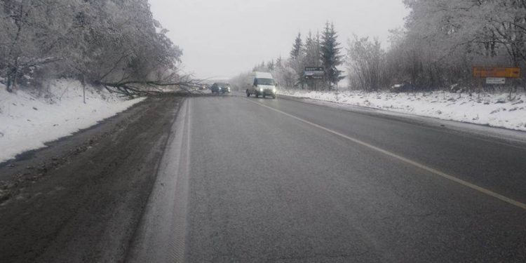 Дерево впало на автодорогу неподалік Тернополя