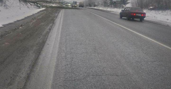 Дерево впало на автодорогу неподалік Тернополя