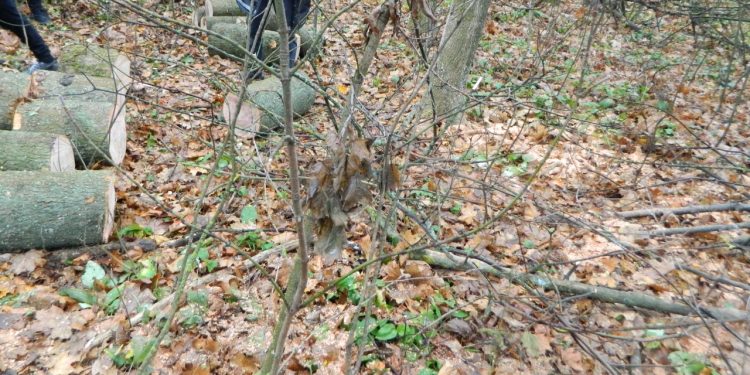 Більше сорока дерев незаконно зрубав чоловік на Бучаччині