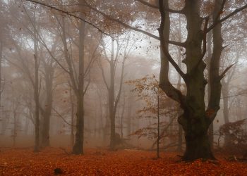 Стало відомо, якої погоди слід очікувати вихідними на Тернопільщині