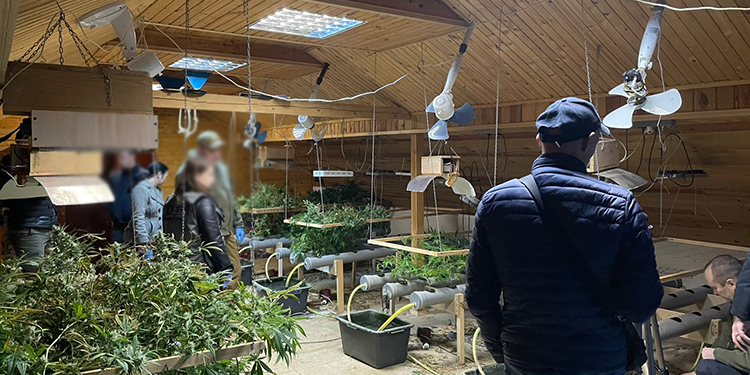 Плантацію наркотиків облаштував у заміському будинку житель Тернопільщини