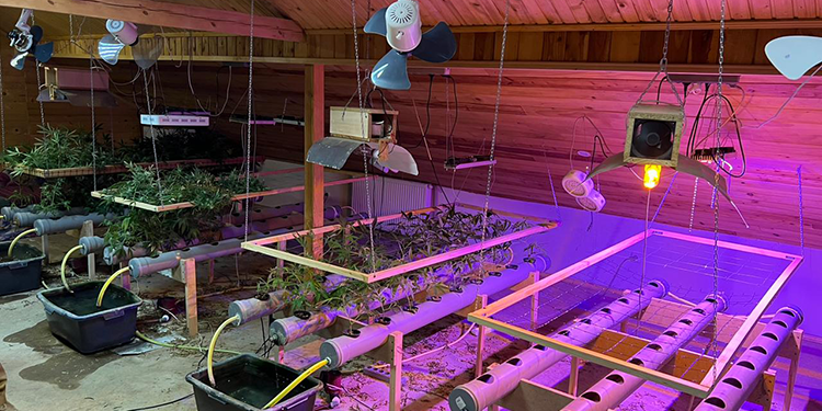 Плантацію наркотиків облаштував у заміському будинку житель Тернопільщини