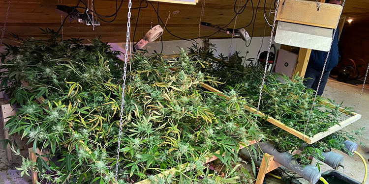 Плантацію наркотиків облаштував у заміському будинку житель Тернопільщини