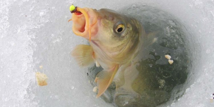 Відсьогодні рибалити на зимувальних ямах заборонено