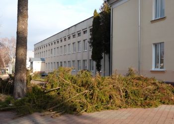 Хто і чому зрубав дерева на території тернопільської школи №8