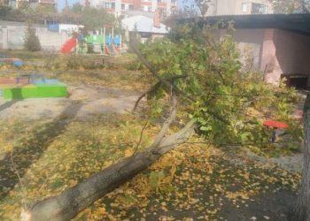 Дерево вбило пенсіонера в Тернополі