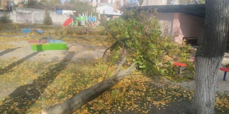 Дерево вбило пенсіонера в Тернополі