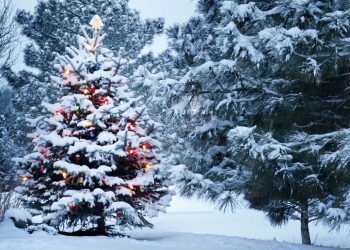 Сніг прогнозують найближчими днями на Тернопільщині