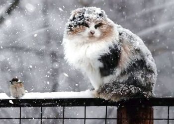 Мороз чи дощі прогнозують вихідними на Тернопільщині