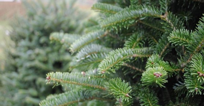 Де можна придбати новорічні ялинки у Тернополі (перелік торгових точок)