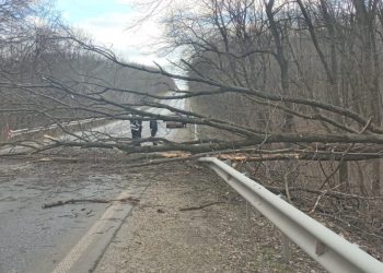 Негода повалила дерева на проїжджу частину у Тернопільській області