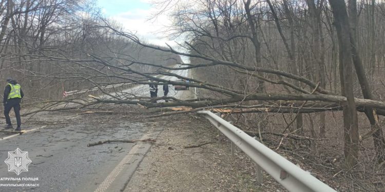 Негода повалила дерева на проїжджу частину у Тернопільській області