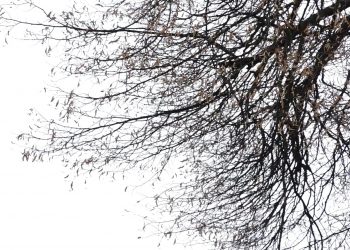 До 6 градусів морозу очікують на Тернопільщині цього тижня