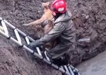 Собаку з глибокої ями визволили рятувальники на Тернопільщині