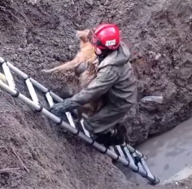 Собаку з глибокої ями визволили рятувальники на Тернопільщині