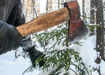 За зрубані дерева на території “Дністровського каньйону” чоловік хотів відкупитися хабарем від поліції