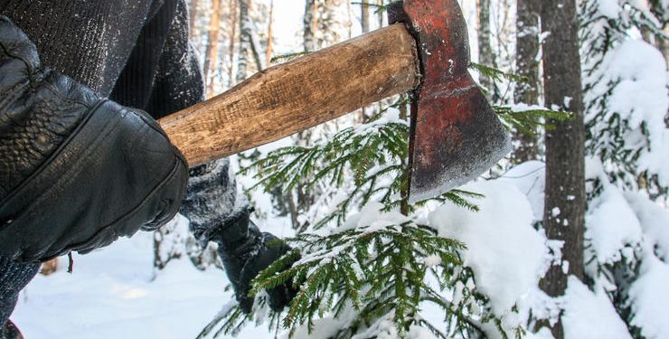 За зрубані дерева на території “Дністровського каньйону” чоловік хотів відкупитися хабарем від поліції