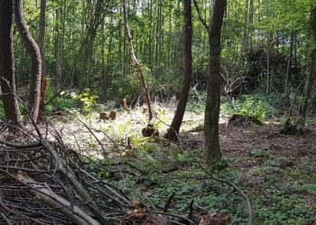 Судитимуть зловмисника, який зрубав дерева у ландшафтному парку “Дністровський каньйон”