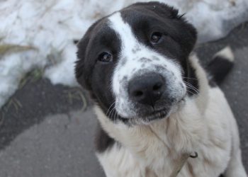 Правоохоронці із зоозахисниками врятували знесилену собаку у Тернополі